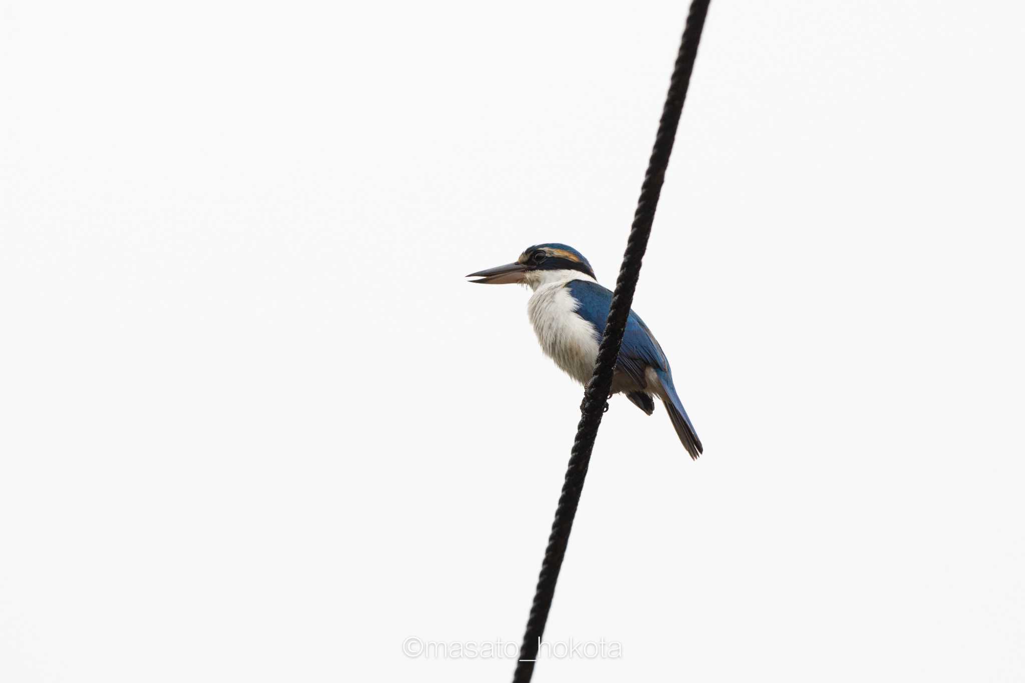 Photo of Pacific Kingfisher at Colo-l-Suva Village by Trio
