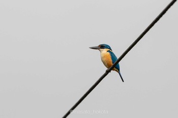 Pacific Kingfisher Colo-l-Suva Village Mon, 9/16/2019