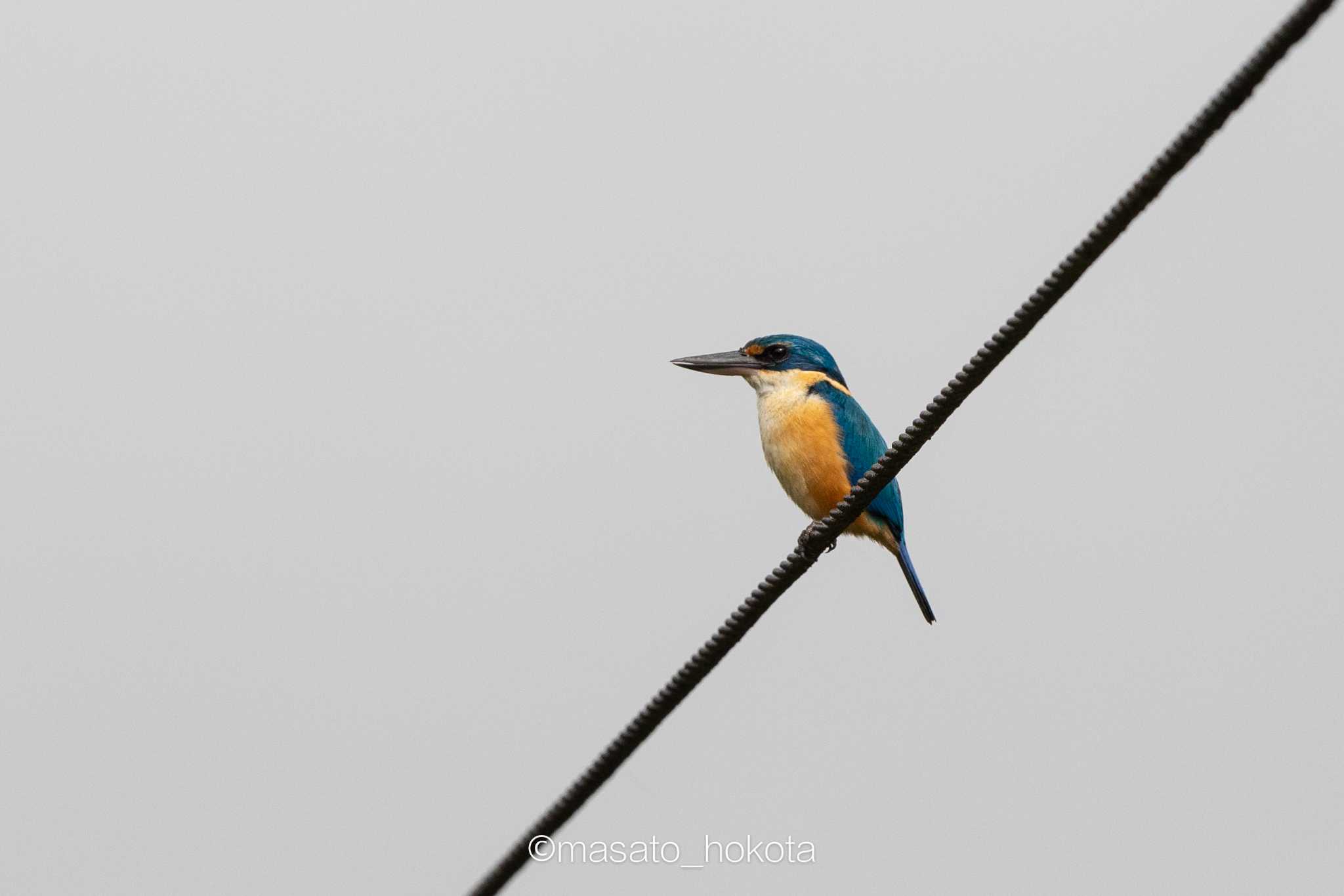 Pacific Kingfisher