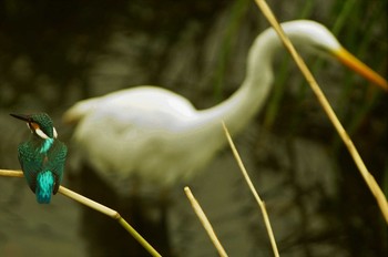 カワセミ 野川 2019年9月13日(金)