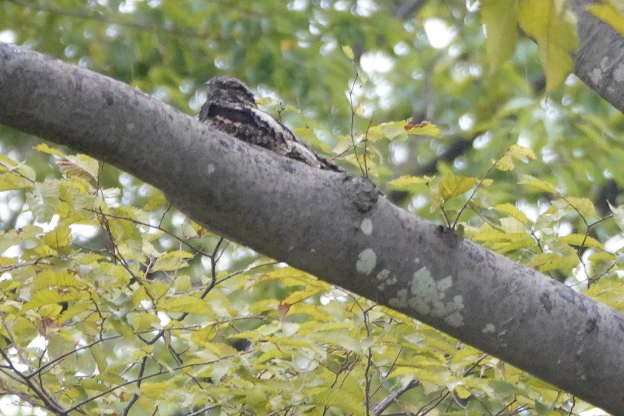 Photo of Grey Nightjar at Tama Cemetery by サジタリウスの眼