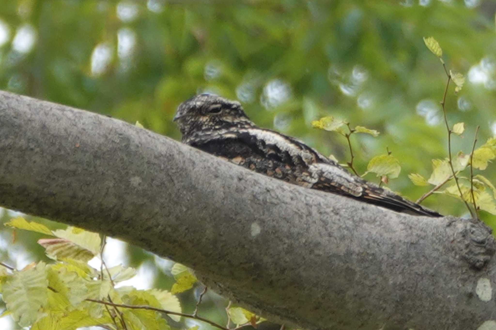 Photo of Grey Nightjar at Tama Cemetery by サジタリウスの眼