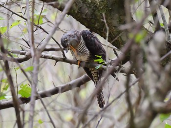 2019年9月23日(月) 神戸市西区の野鳥観察記録