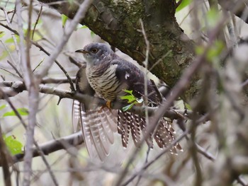 Oriental Cuckoo 神戸市西区 Mon, 9/23/2019