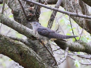 Oriental Cuckoo 神戸市西区 Mon, 9/23/2019