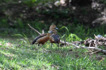 リュウキュウガモ