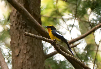 Narcissus Flycatcher Mizumoto Park Tue, 9/24/2019