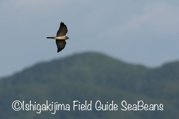 Chinese Sparrowhawk Ishigaki Island Tue, 9/24/2019