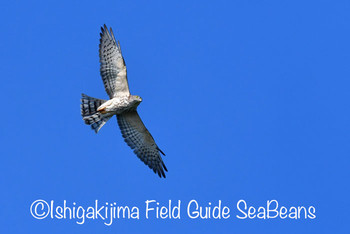 Chinese Sparrowhawk Ishigaki Island Tue, 9/24/2019