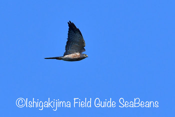 Chinese Sparrowhawk Ishigaki Island Tue, 9/24/2019