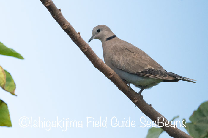 Photo of Red Collared Dove at Ishigaki Island by 石垣島バードウオッチングガイドSeaBeans