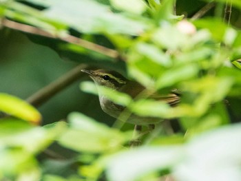 Sakhalin Leaf Warbler Koishikawa Botanical Garden(University of Tokyo) Sat, 9/21/2019