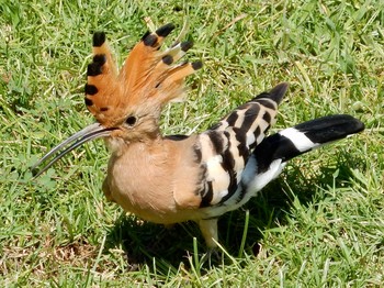 2019年9月24日(火) Tel Aviv, Israel の野鳥観察記録