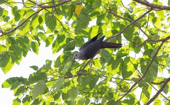 Barking Imperial Pigeon Colo-I-Suva Forest Park Sun, 9/15/2019