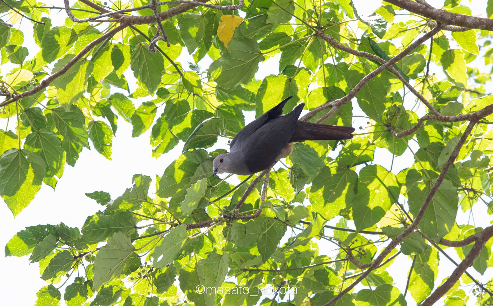 Photo of Barking Imperial Pigeon at Colo-I-Suva Forest Park by Trio