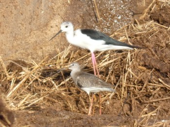 Common Redshank Yoron Island Tue, 9/24/2019