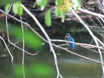 2019年9月7日(土) くろんど園地の野鳥観察記録