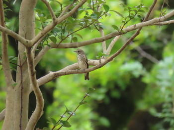 2019年9月22日(日) 大阪城公園の野鳥観察記録