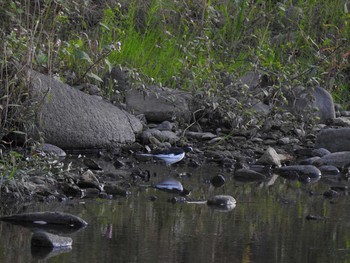 2019年9月25日(水) 淀橋の野鳥観察記録