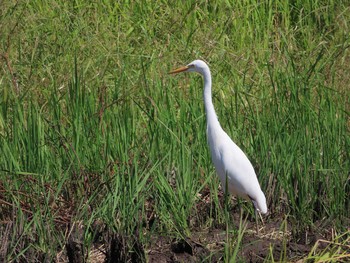 チュウサギ 内牧公園 2019年9月25日(水)