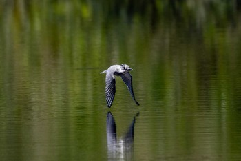 ヤマセミ 福島県 2019年9月25日(水)