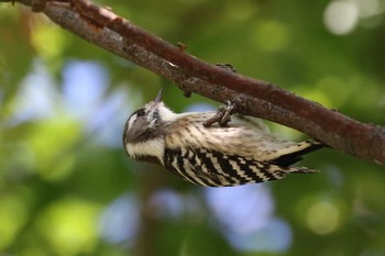 Japanese Pygmy Woodpecker(seebohmi) 北海道 函館市 東山 Wed, 9/25/2019