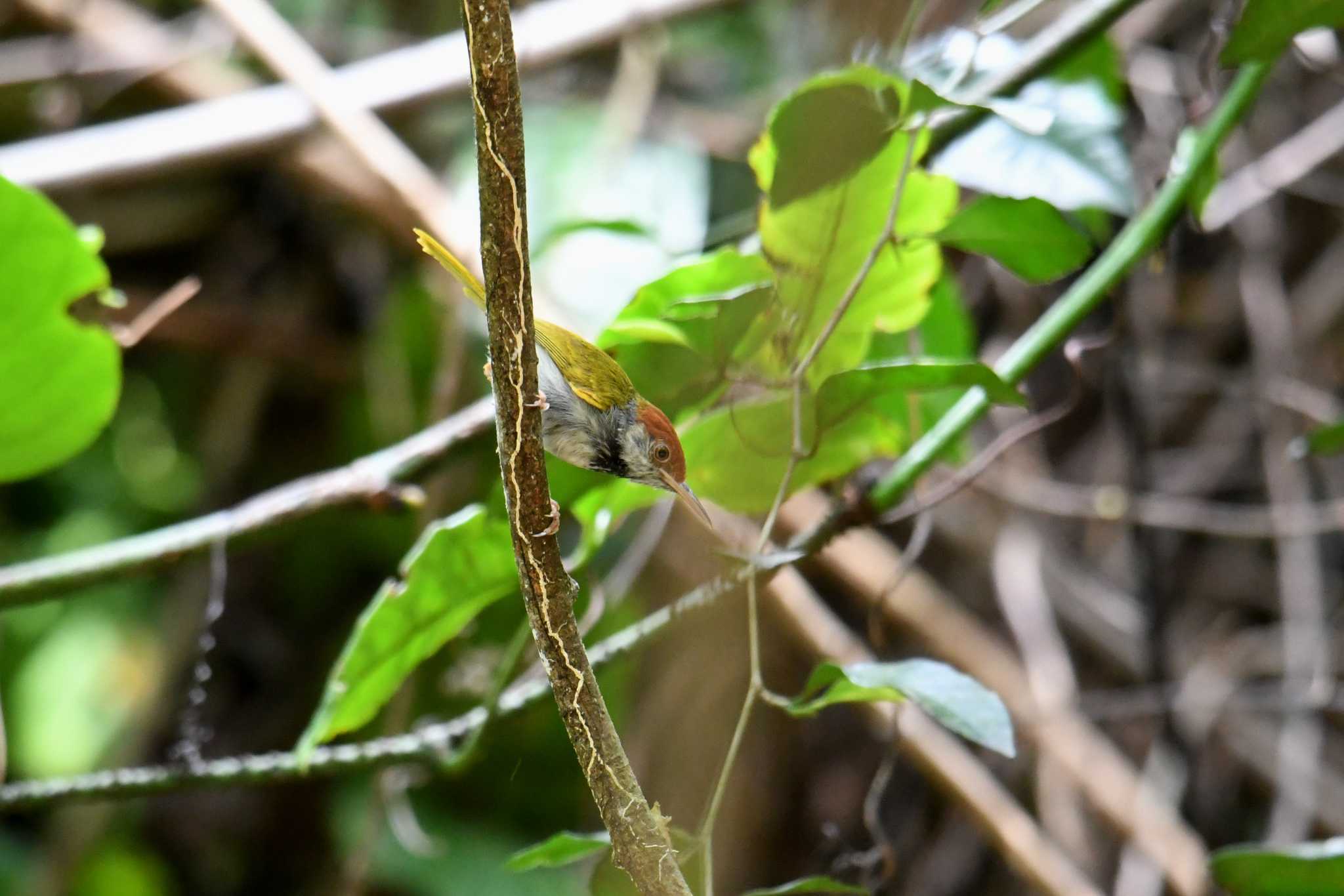 Dark-necked Tailorbird