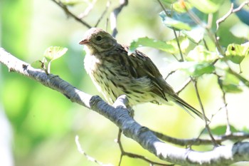 Masked Bunting 上高地 Sat, 9/14/2019