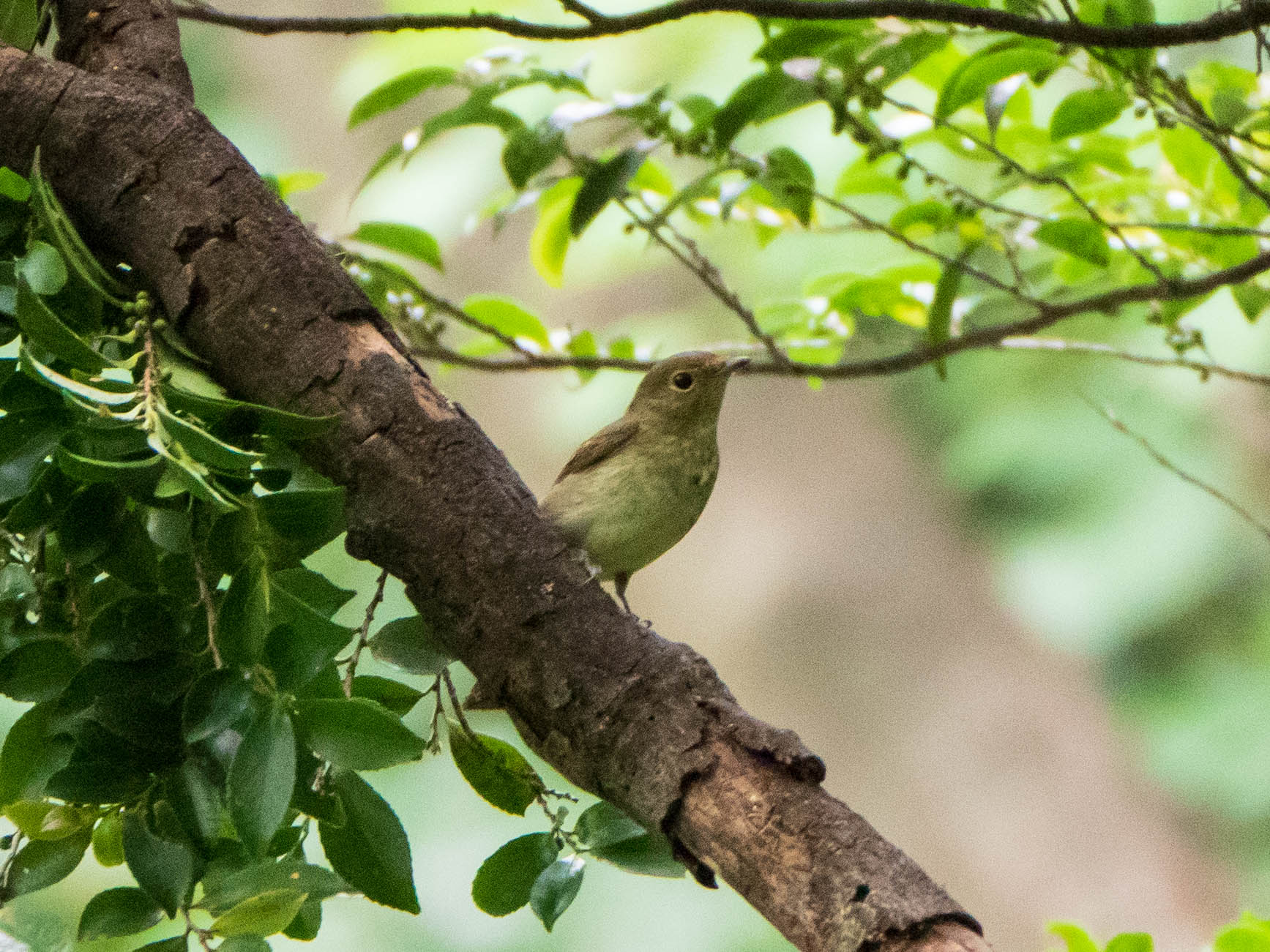 Narcissus Flycatcher