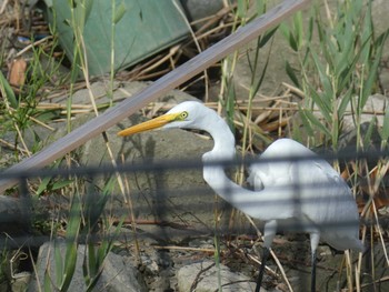 2019年9月23日(月) 東京港野鳥公園の野鳥観察記録