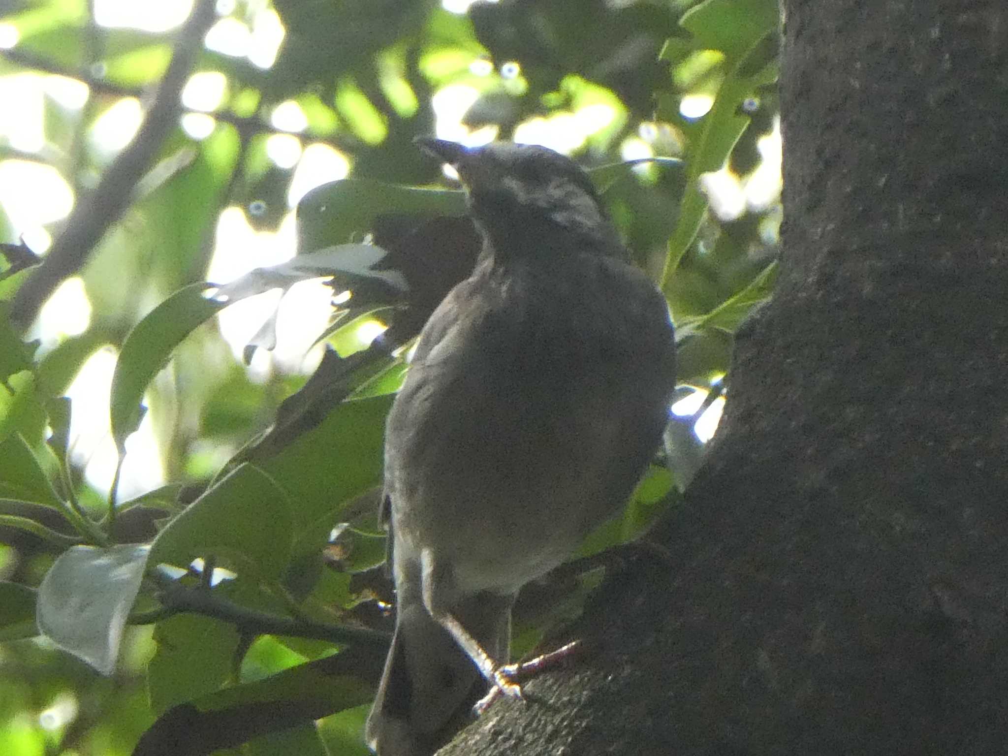 東京港野鳥公園 ムクドリの写真 by Kozakuraband