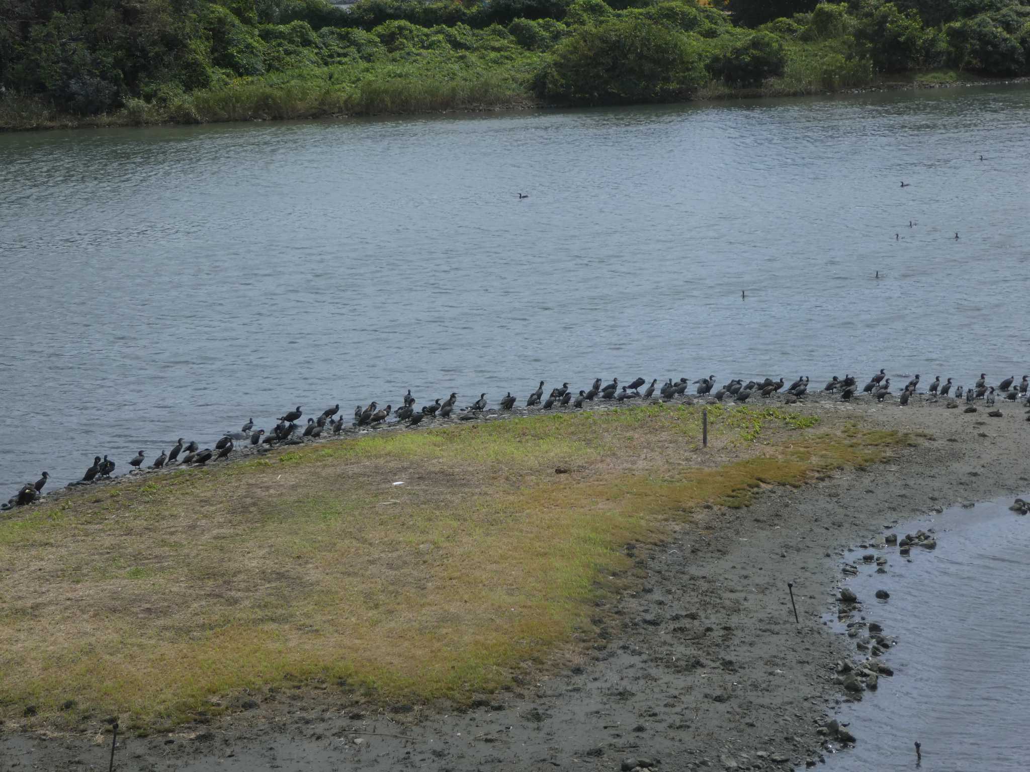 東京港野鳥公園 カワウの写真 by Kozakuraband