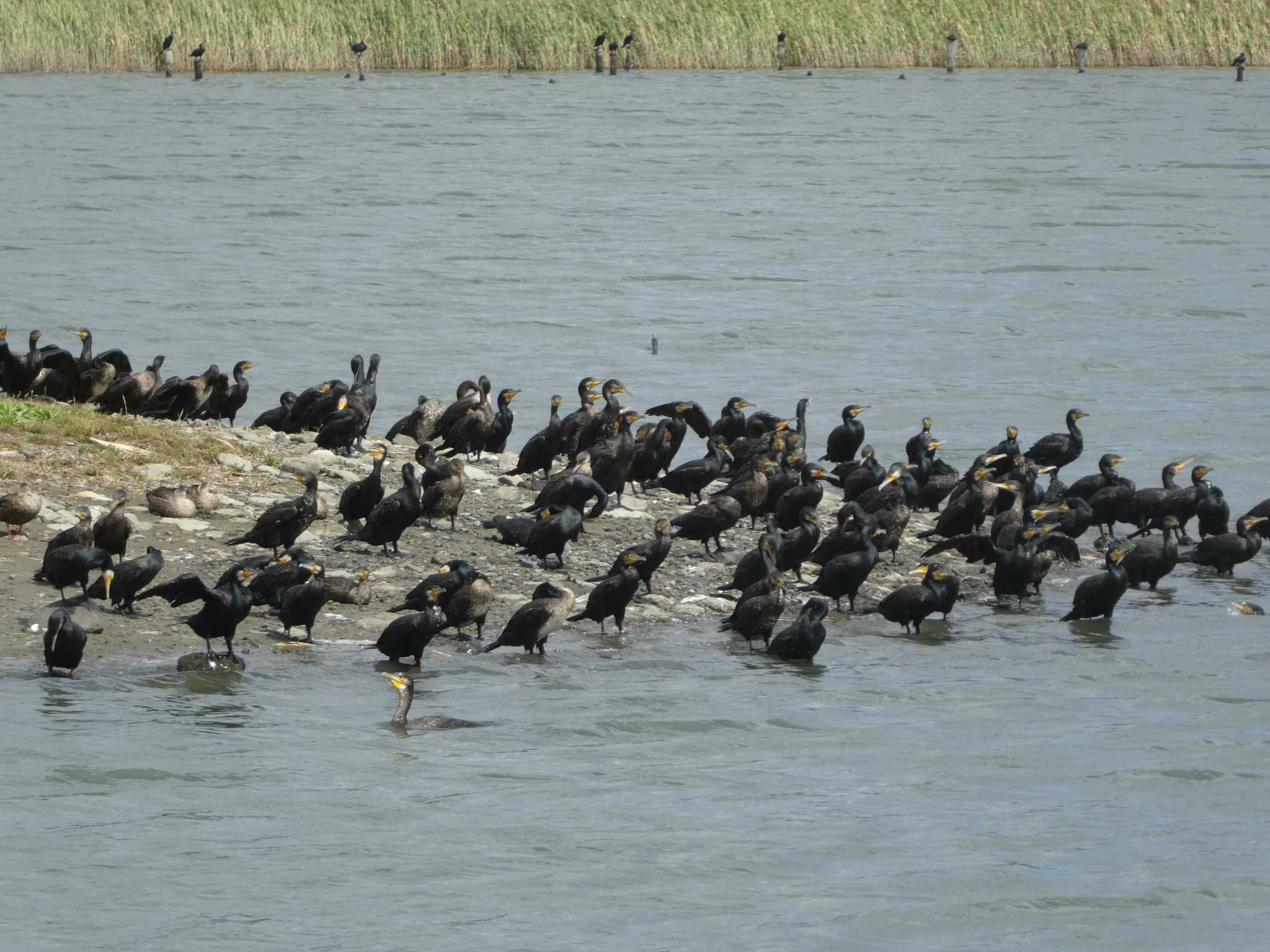 東京港野鳥公園 カワウの写真 by Kozakuraband