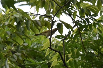 Sakhalin Leaf Warbler 宮城県仙台市・桜ヶ丘公園 Tue, 9/24/2019