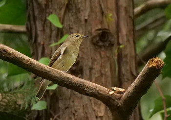 Narcissus Flycatcher Mizumoto Park Tue, 9/24/2019