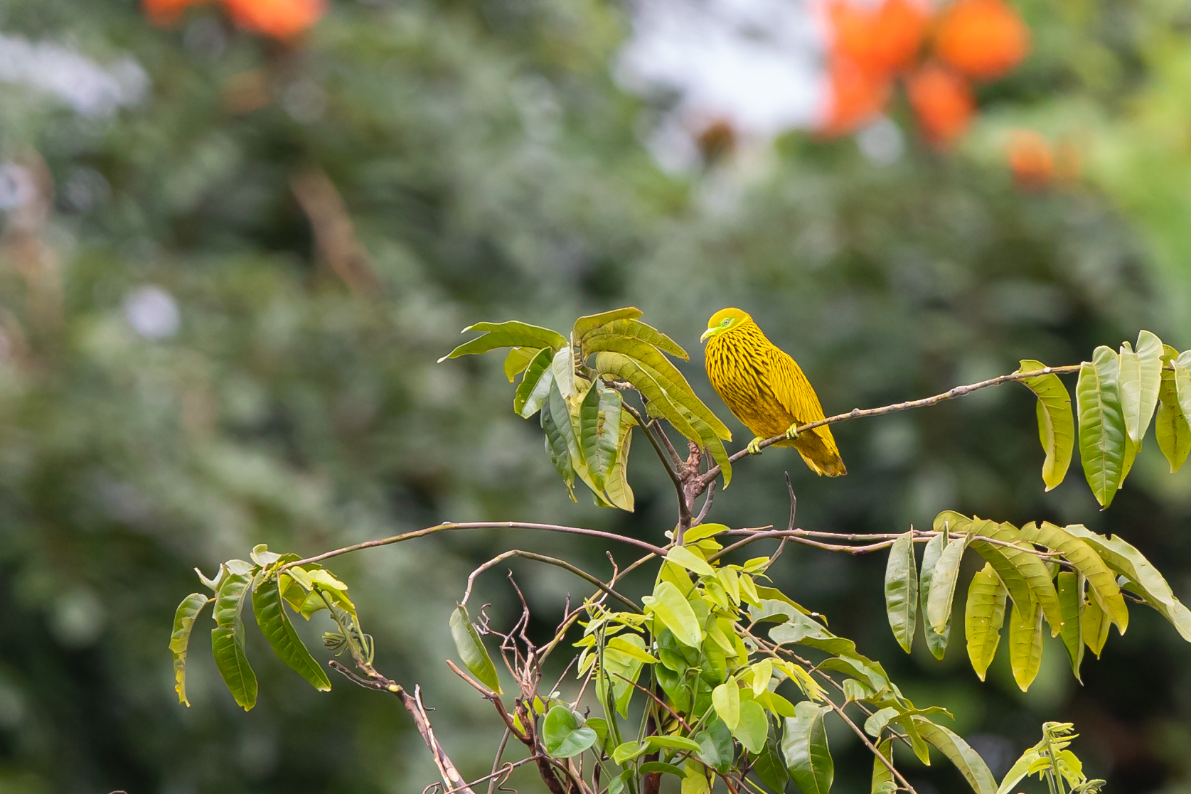 Photo of Golden Fruit Dove at Colo-l-Suva Village by Trio