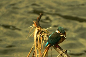 カワセミ 野川 2019年9月19日(木)