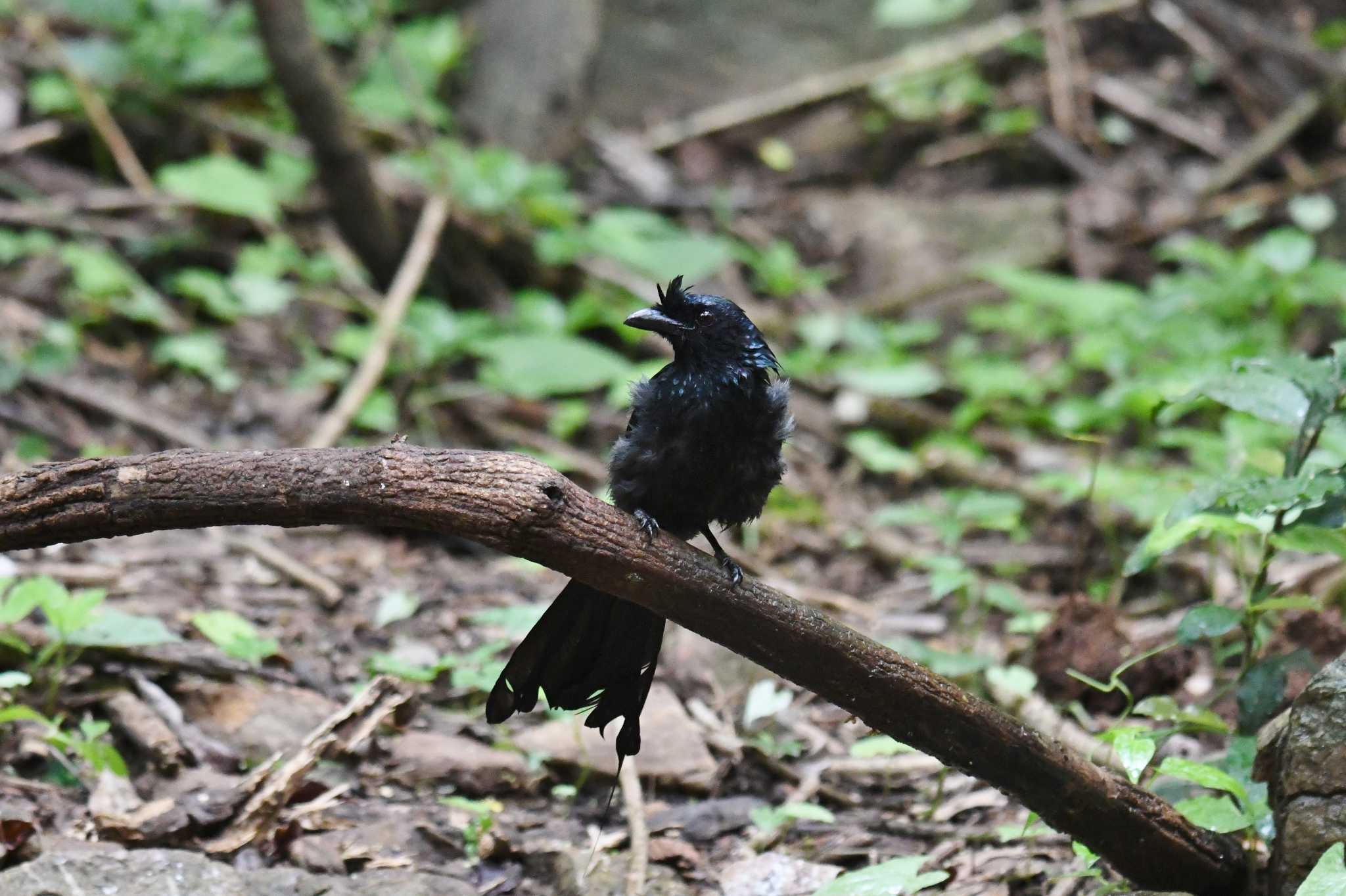 Greater Racket-tailed Drongo