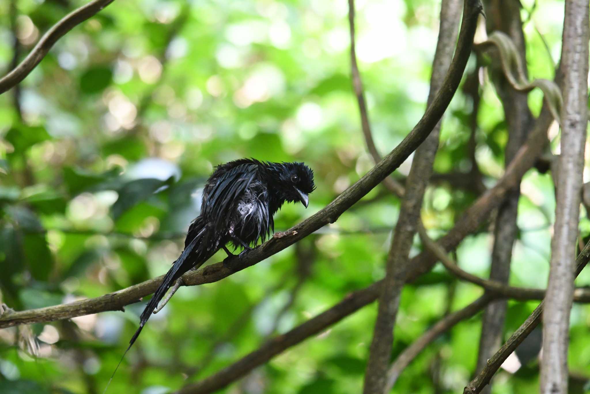 Photo of Greater Racket-tailed Drongo at Kaeng Krachan National Park by あひる