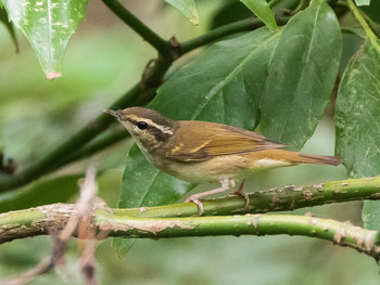 Sakhalin Leaf Warbler Koishikawa Botanical Garden(University of Tokyo) Sat, 9/21/2019