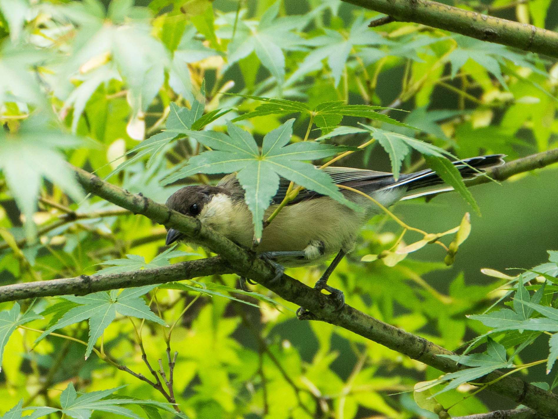 シジュウカラ