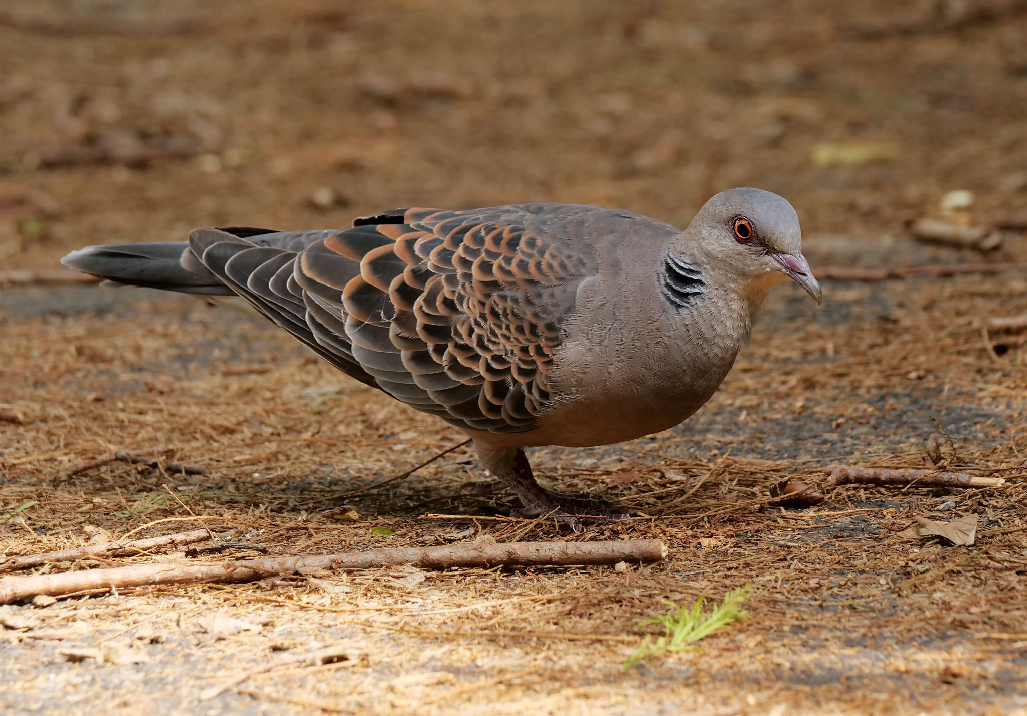 Photo of Oriental Turtle Dove at  by Rothlega