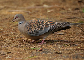 Oriental Turtle Dove Unknown Spots Tue, 9/24/2019