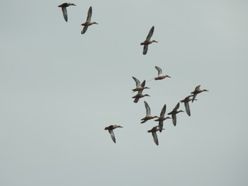 2019年9月14日(土) 稲敷市の野鳥観察記録