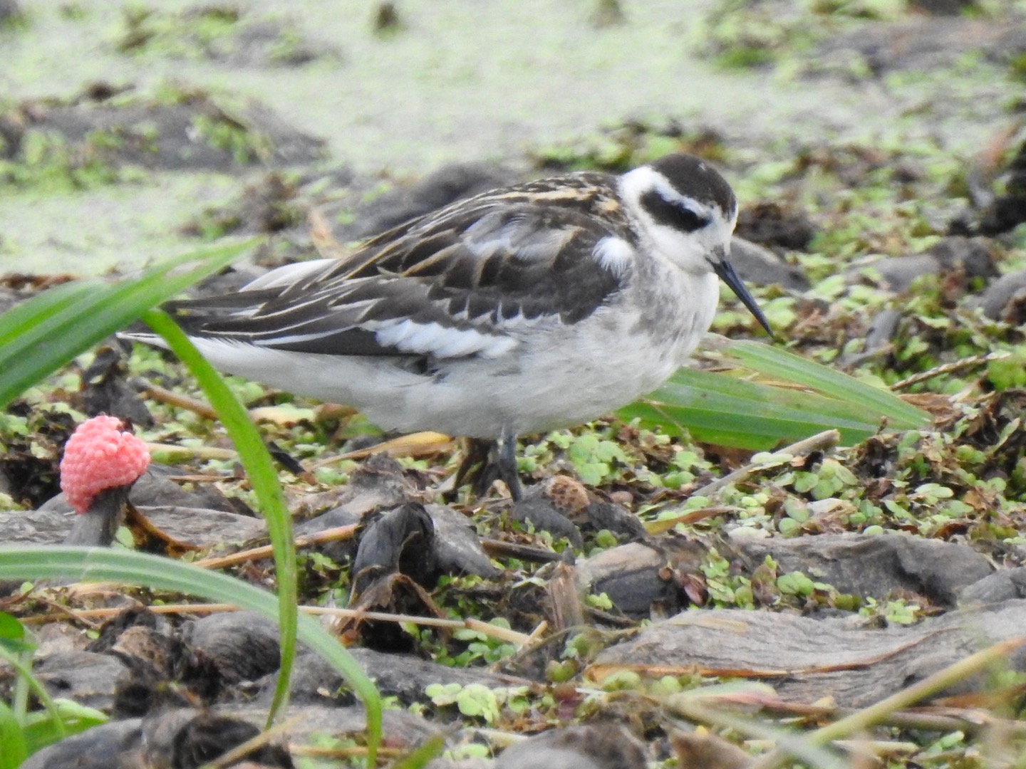 Photo of Red-necked Phalarope at Inashiki by da