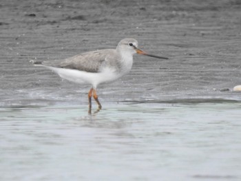 Sun, 9/1/2019 Birding report at Sambanze Tideland