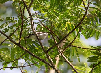 2019年9月15日(日) Colo-l-Suva Villageの野鳥観察記録