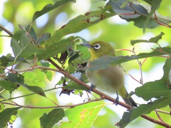 メジロ 箱根 湿生花園 2019年9月20日(金)