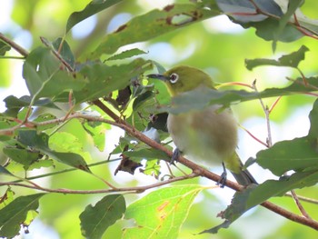 メジロ 箱根 湿生花園 2019年9月20日(金)