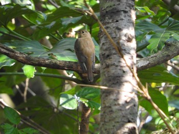 Narcissus Flycatcher 稲佐山 Wed, 9/25/2019